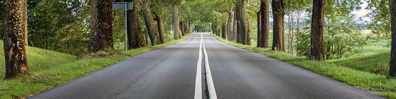 Route de campagne déserte sous les arbres